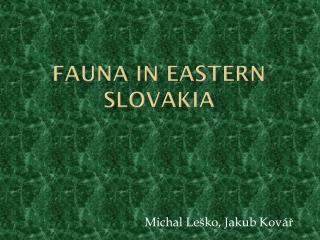 Fauna in eastern Slovakia