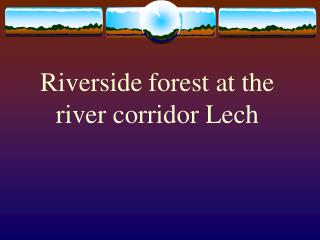 Riverside forest at the river corridor Lech