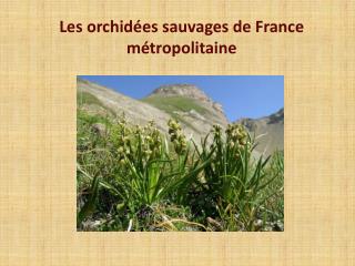 Les orchidées sauvages de France métropolitaine