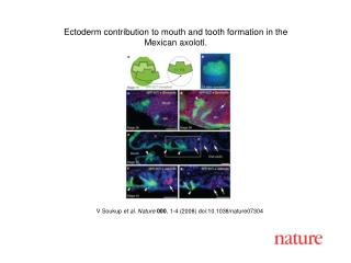 V Soukup et al. Nature 000 , 1- 4 (2008) doi:10.1038/nature07 304