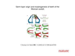 V Soukup et al. Nature 000 , 1- 4 (2008) doi:10.1038/nature07 304