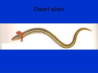 Dwarf siren