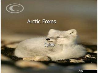 Arctic Foxes