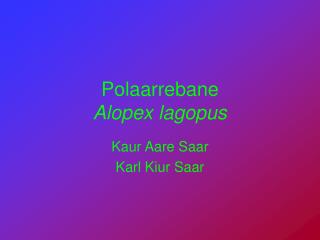 Polaarrebane Alopex lagopus