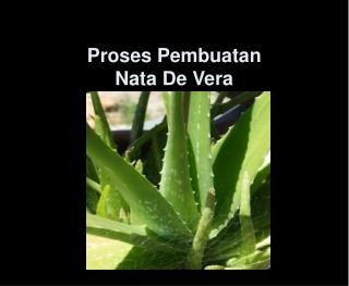 Proses Pembuatan Nata De Vera