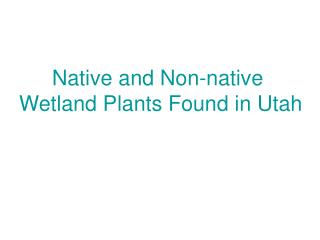 Native and Non-native Wetland Plants Found in Utah