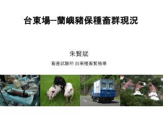 台東場 — 蘭嶼豬保種畜群現況