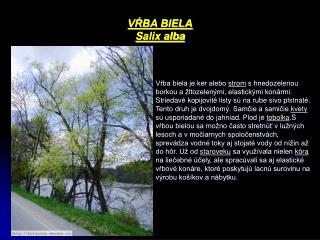 VŔBA BIELA Salix alba