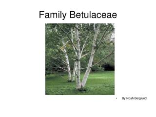 Family Betulaceae