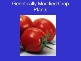 Genetically Modified Crop Plants