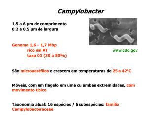 Campylobacter