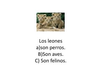 Los leones a)son perros. B)Son aves. C) Son felinos.