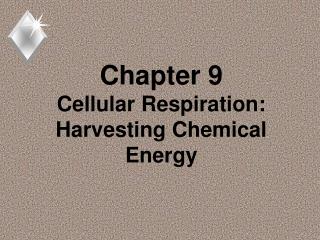 Chapter 9 Cellular Respiration: Harvesting Chemical Energy