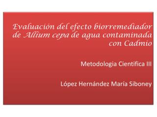 Evaluación del efecto biorremediador de Allium cepa de agua contaminada con Cadmio