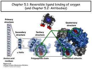 Chapter 5.1: Reversible ligand binding of oxygen (and Chapter 5.2: Antibodies)
