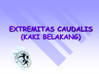 EXTREMITAS CAUDALIS (KAKI BELAKANG)