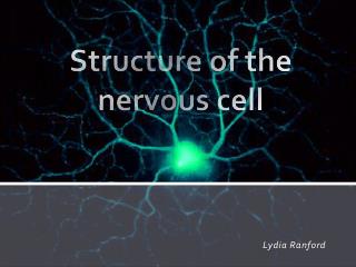 Structure of the nervous cell