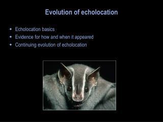 Evolution of echolocation