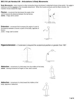 BIO 210 Lab Handout #8 – Articulations &amp; Body Movements