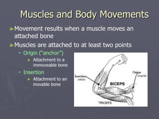 Muscles and Body Movements