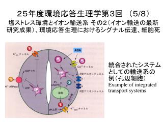 ２５年度環境応答生理学第３回　（５ / ８） 塩ストレス環境とイオン輸送系 その２ （イオン輸送の最新研究成果） 、 環境応答生理におけるシグナル伝達、細胞死