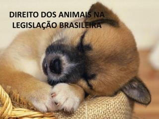 DIREITO DOS ANIMAIS NA LEGISLAÇÃO BRASILEIRA