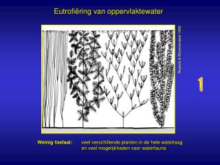 Eutrofiëring van oppervlaktewater