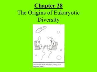 Chapter 28 The Origins of Eukaryotic Diversity