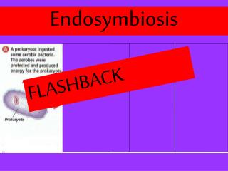 Endosymbiosis