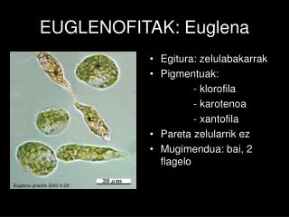 EUGLENOFITAK: Euglena
