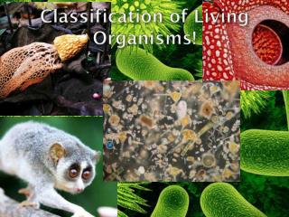 Classification of Living Organisms !