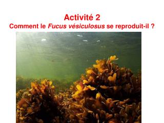 Activité 2 Comment le Fucus vésiculosus se reproduit-il ?