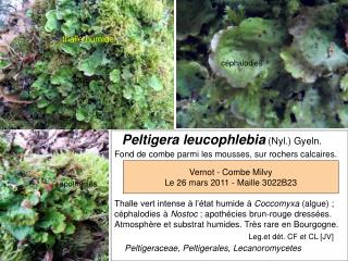 Peltigera leucophlebia (Nyl.) Gyeln.