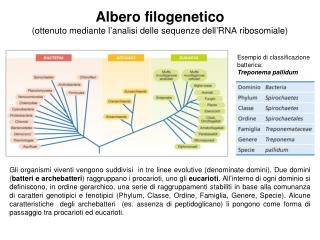 Albero filogenetico (ottenuto mediante l’analisi delle sequenze dell’RNA ribosomiale)