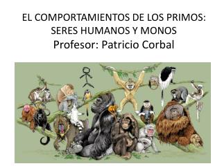 EL COMPORTAMIENTOS DE LOS PRIMOS: SERES HUMANOS Y MONOS Profesor: Patricio Corbal