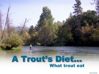 A Trout’s Diet…