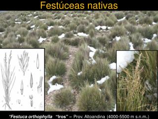 Festúceas nativas