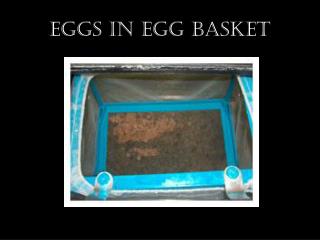 Eggs in Egg Basket