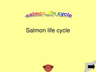 Salmon life cycle