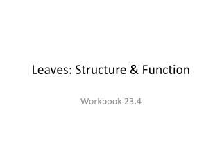 Leaves: Structure &amp; Function