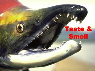 Taste &amp; Smell