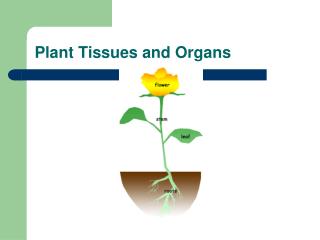 Plant Tissues and Organs