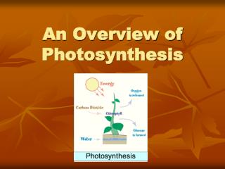 An Overview of Photosynthesis