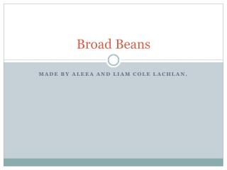 Broad Beans