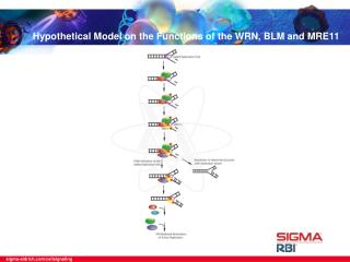 Hypothetical Model on the Functions of the WRN, BLM and MRE11