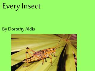Every Insect By Dorothy Aldis