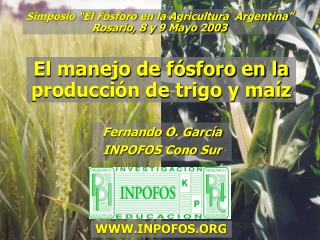 El manejo de fósforo en la producción de trigo y maíz