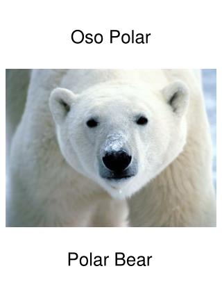 Oso Polar