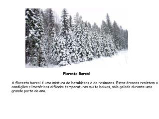 A floresta boreal é uma mistura de betuláceas e de resinosas. Estas árvores resistem a
