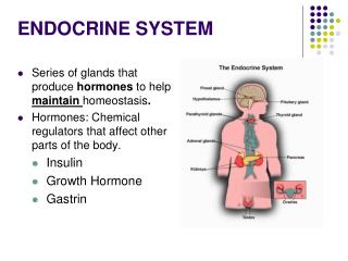 PPT - ENDOCRINE SYSTEM PowerPoint Presentation, Free Download - ID:5533426